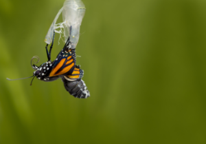 butterfly in cocoon